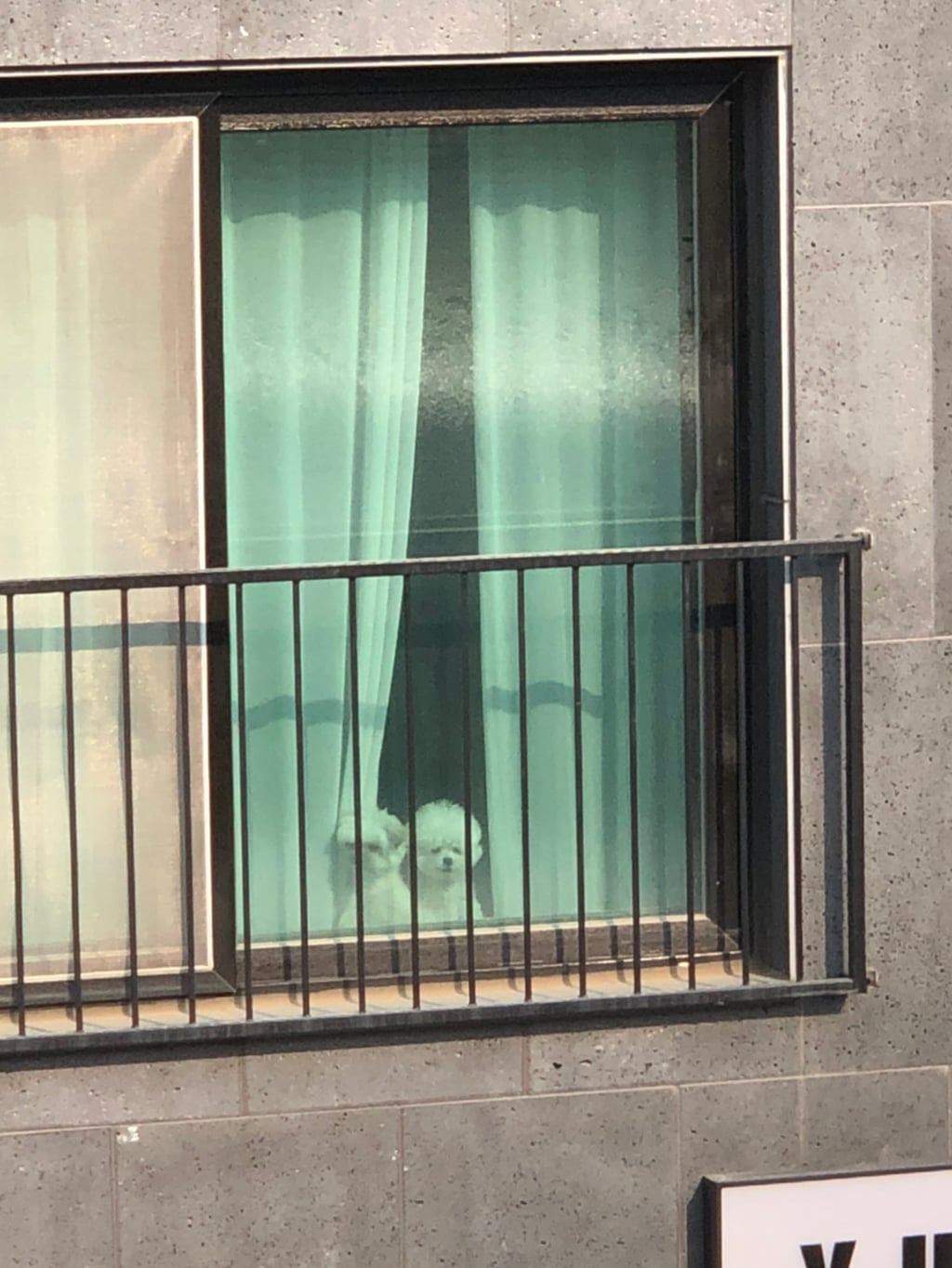 댕댕이가 바깥 보고 짖길래 가봤더니 글쎄.jpg | 인스티즈