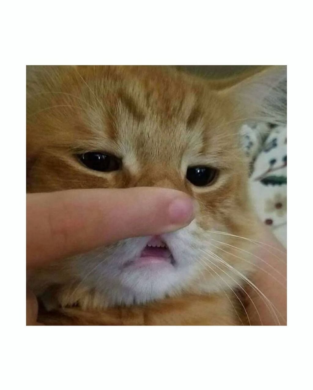 월요일이니까 고양이 앞니 보고가세요 | 인스티즈