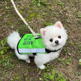 댕댕 : 언니 나 회사에서 짤렸어 ㅠ | 인스티즈