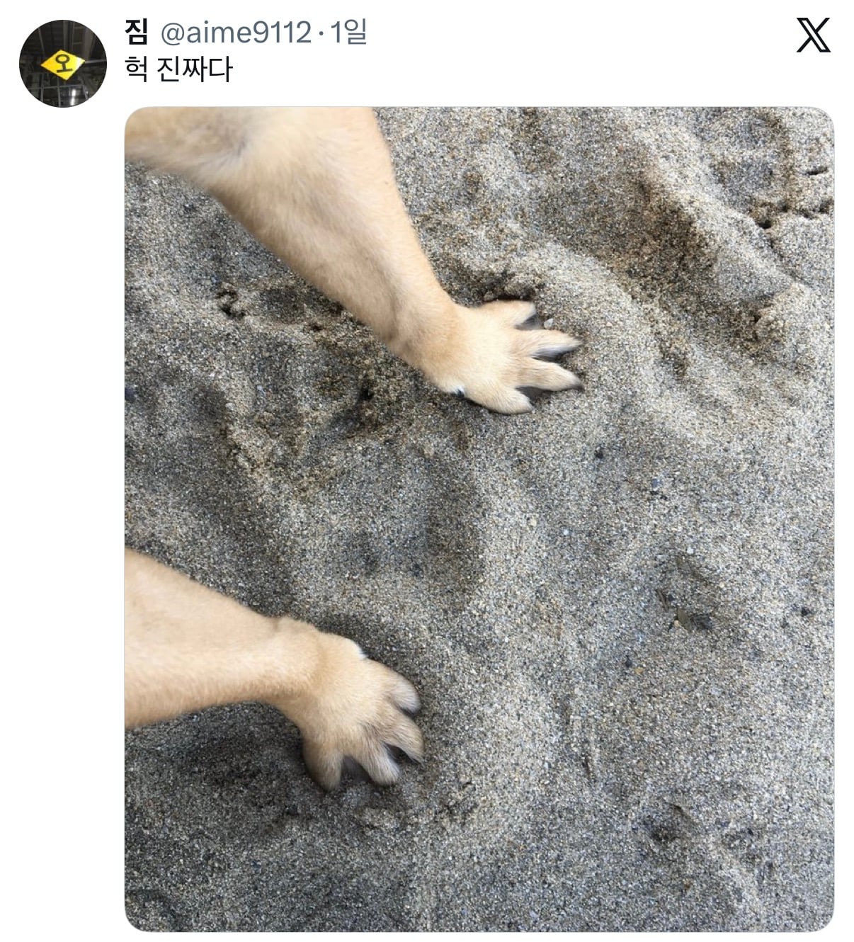 아니근데 원래 강아지 모래사장 걸을 때 발바닥 쫙 피고 걸어요????????.twt | 인스티즈