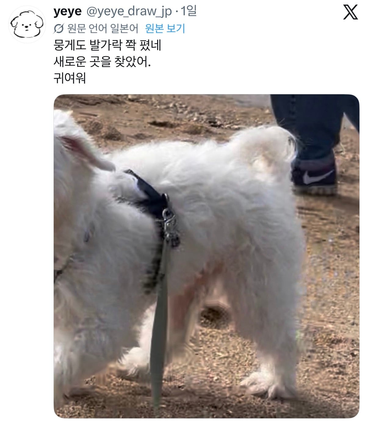 아니근데 원래 강아지 모래사장 걸을 때 발바닥 쫙 피고 걸어요????????.twt | 인스티즈