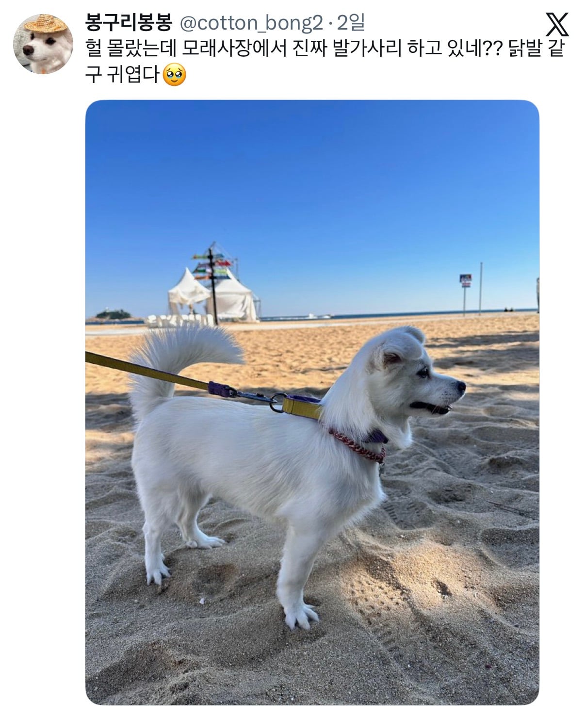 아니근데 원래 강아지 모래사장 걸을 때 발바닥 쫙 피고 걸어요????????.twt | 인스티즈