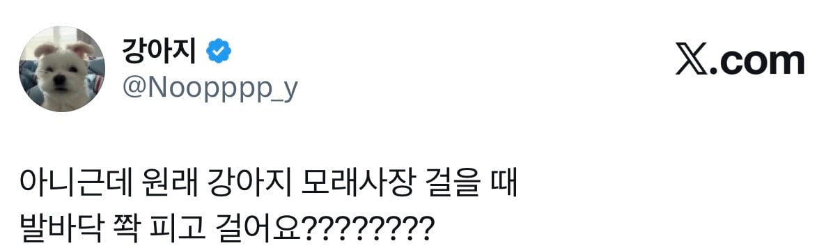 아니근데 원래 강아지 모래사장 걸을 때 발바닥 쫙 피고 걸어요????????.twt | 인스티즈