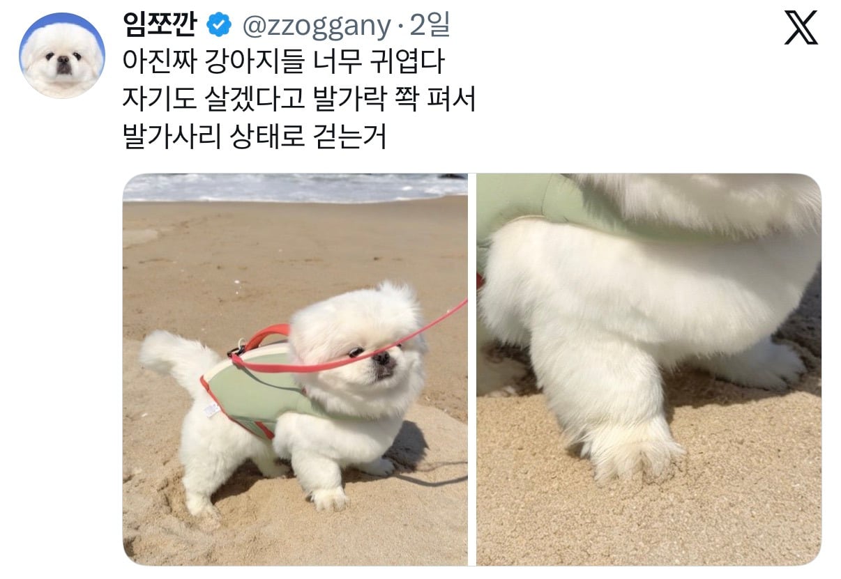 아니근데 원래 강아지 모래사장 걸을 때 발바닥 쫙 피고 걸어요????????.twt | 인스티즈