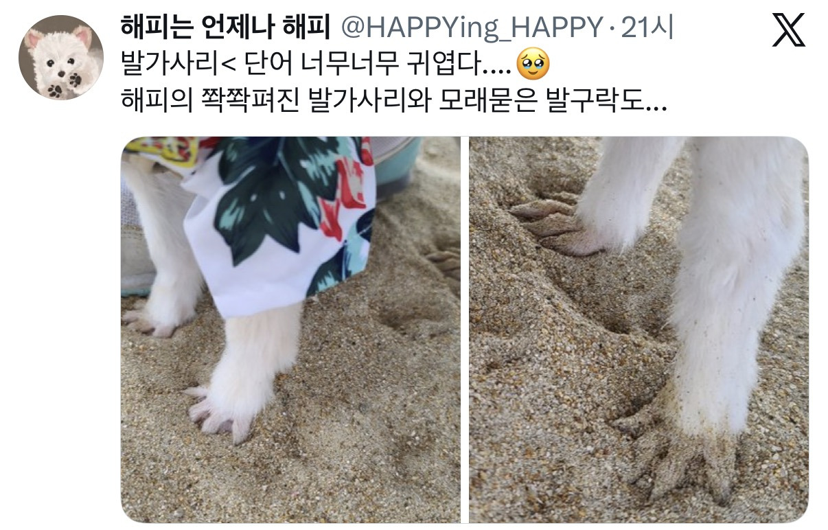 아니근데 원래 강아지 모래사장 걸을 때 발바닥 쫙 피고 걸어요????????.twt | 인스티즈
