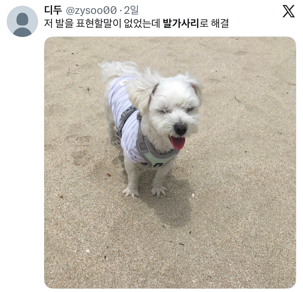아니근데 원래 강아지 모래사장 걸을 때 발바닥 쫙 피고 걸어요????????.twt | 인스티즈