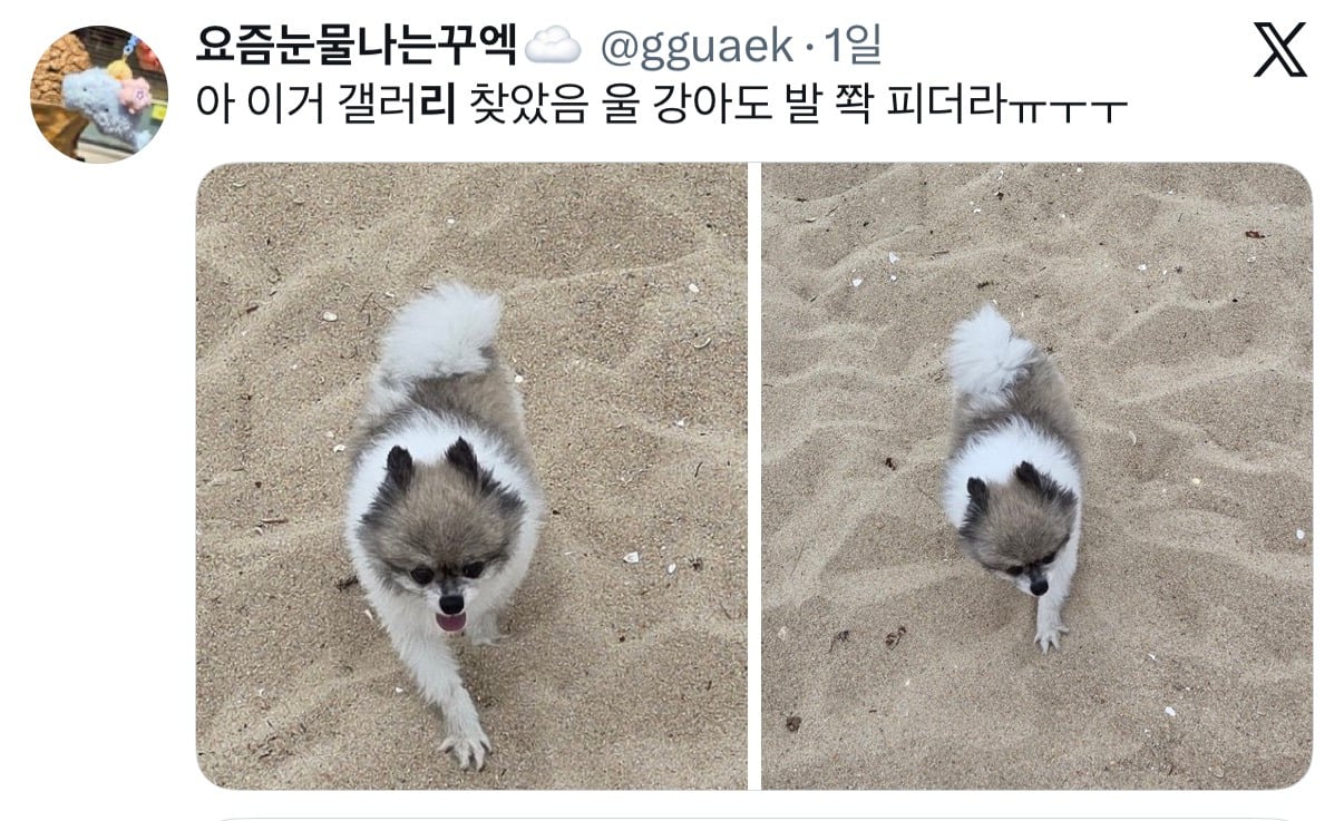 아니근데 원래 강아지 모래사장 걸을 때 발바닥 쫙 피고 걸어요????????.twt | 인스티즈