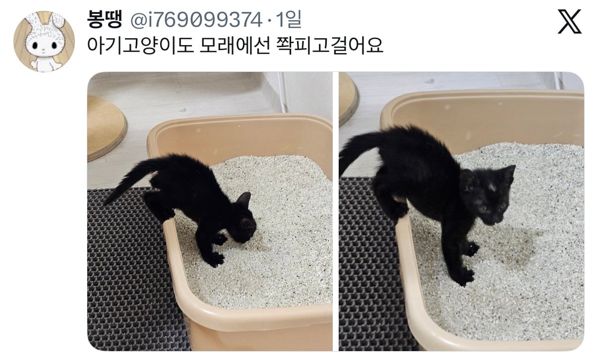 아니근데 원래 강아지 모래사장 걸을 때 발바닥 쫙 피고 걸어요????????.twt | 인스티즈