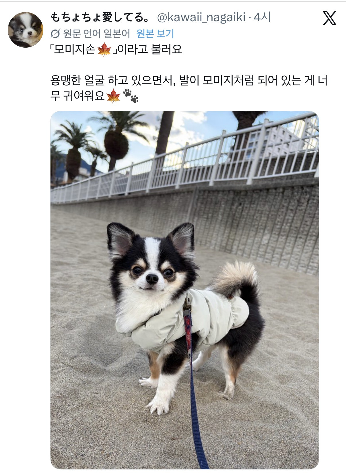 아니근데 원래 강아지 모래사장 걸을 때 발바닥 쫙 피고 걸어요????????.twt | 인스티즈