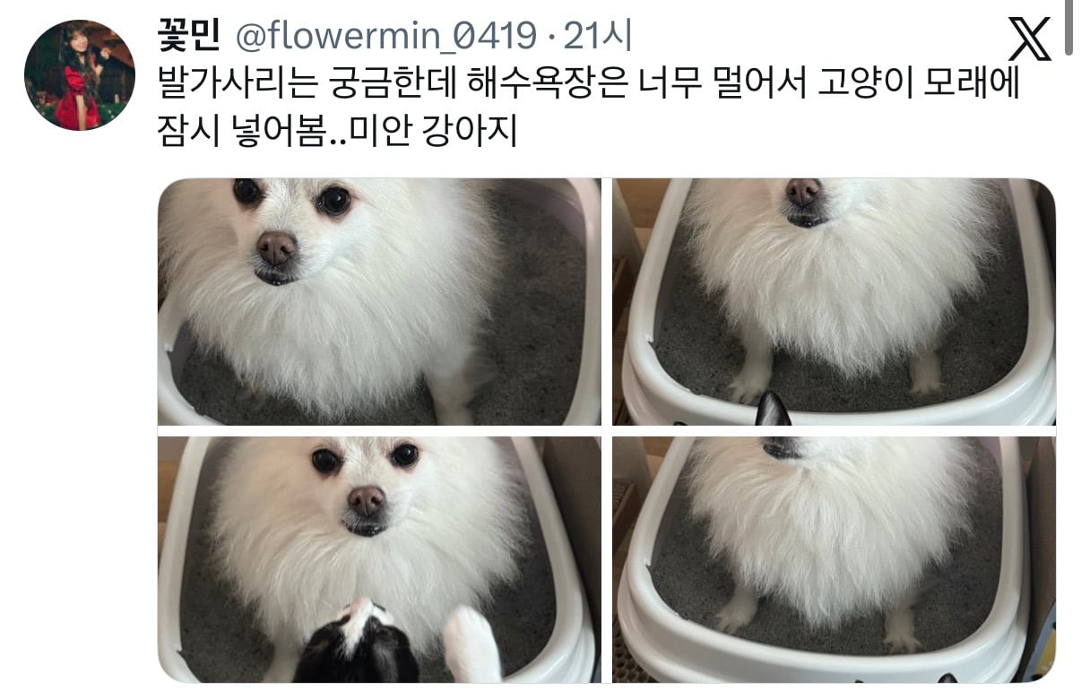 아니근데 원래 강아지 모래사장 걸을 때 발바닥 쫙 피고 걸어요????????.twt | 인스티즈