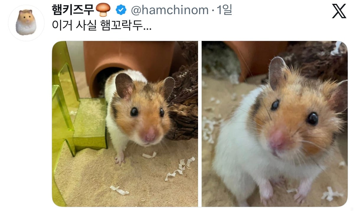 아니근데 원래 강아지 모래사장 걸을 때 발바닥 쫙 피고 걸어요????????.twt | 인스티즈