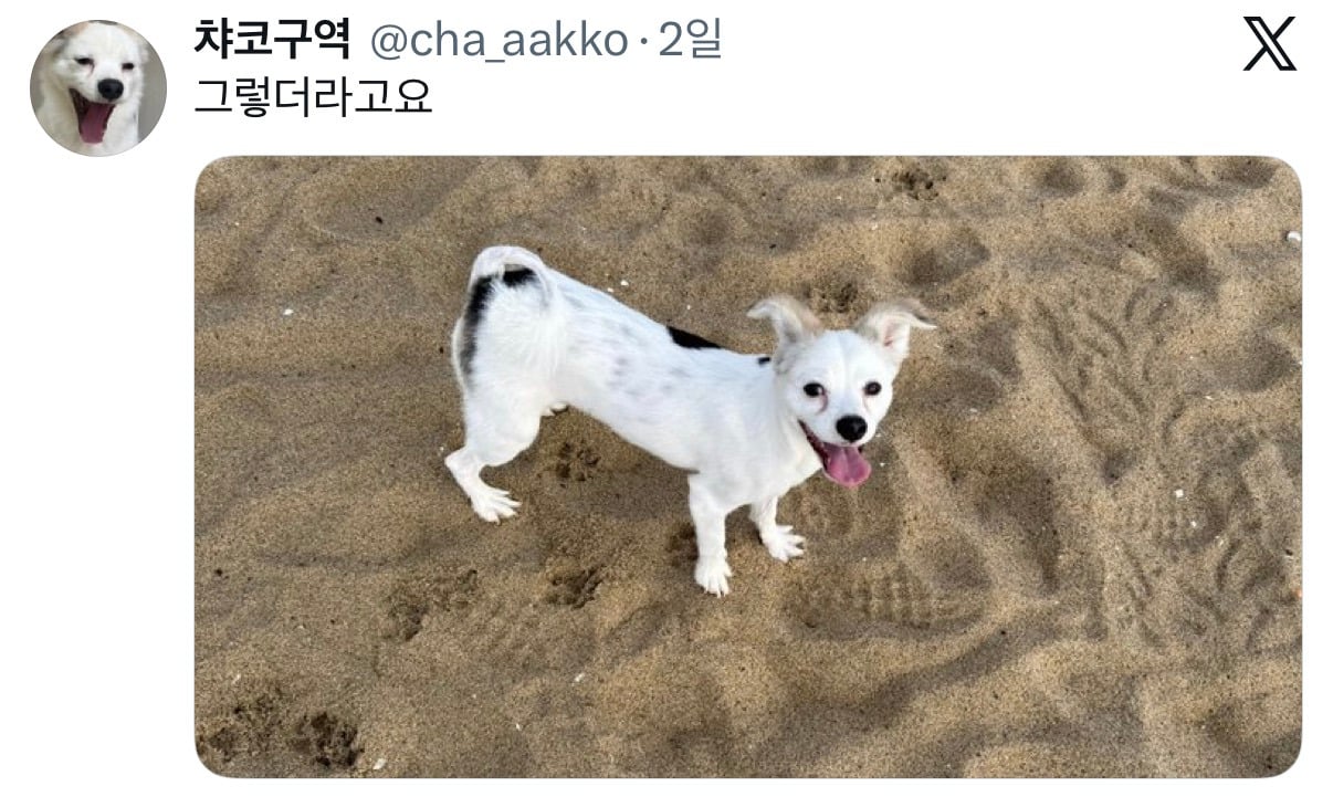 아니근데 원래 강아지 모래사장 걸을 때 발바닥 쫙 피고 걸어요????????.twt | 인스티즈