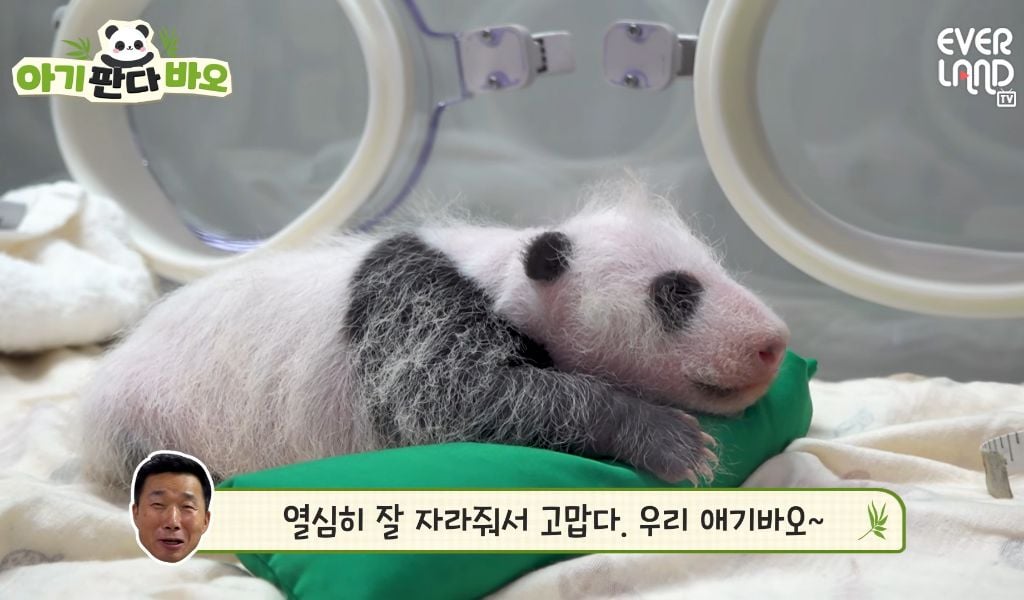 아이바오♡러바오네 막내딸 몸무게 근황 | 인스티즈
