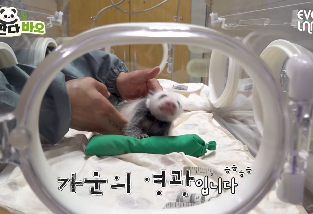 아이바오♡러바오네 막내딸 몸무게 근황 | 인스티즈