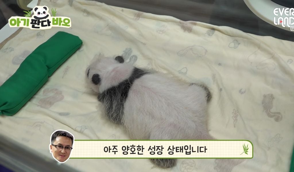 아이바오♡러바오네 막내딸 몸무게 근황 | 인스티즈