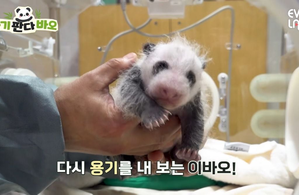 아이바오♡러바오네 막내딸 몸무게 근황 | 인스티즈