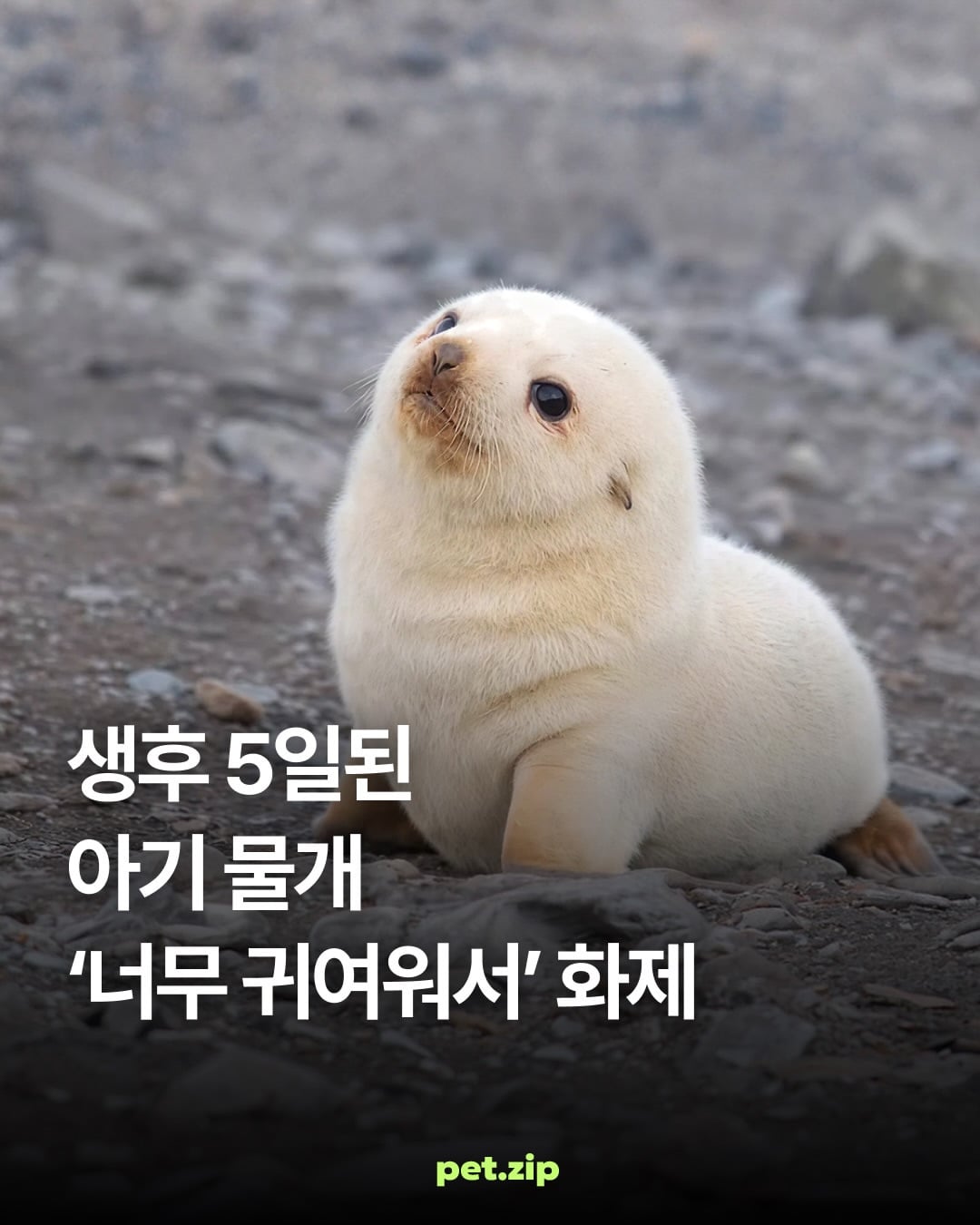 생후 5일된 아기 물개 | 인스티즈