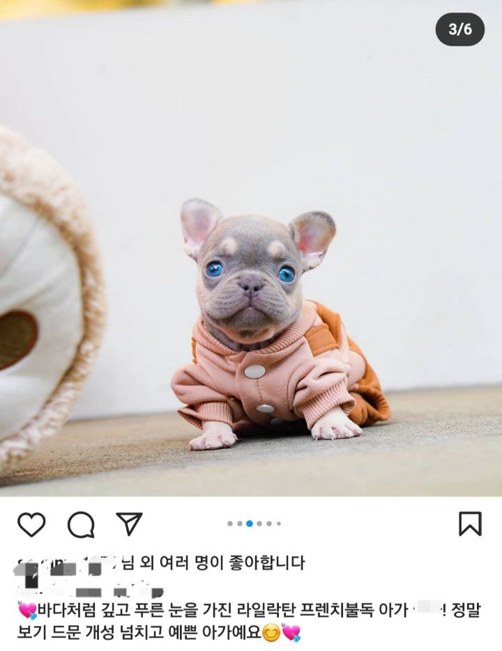이제 하다하다 강아지 눈색깔까지 따지는 펫샵들 | 인스티즈