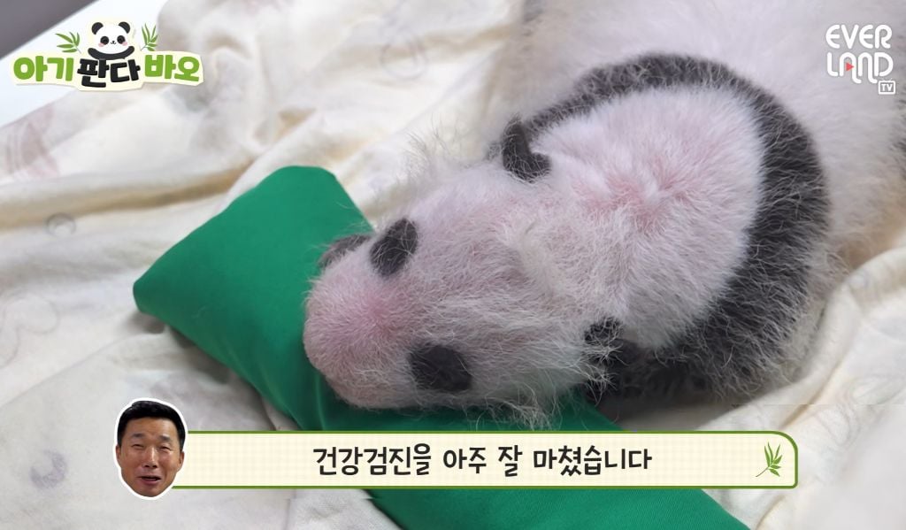 아이바오♡러바오네 막내딸 몸무게 근황 | 인스티즈
