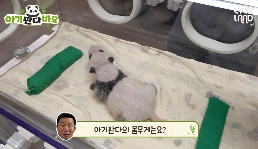 아이바오♡러바오네 막내딸 몸무게 근황 | 인스티즈