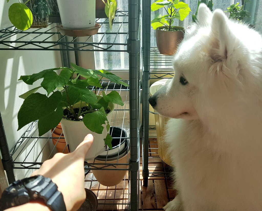 사람들이 잘 모르는 사모예드 원숭이 시기.jpg | 인스티즈