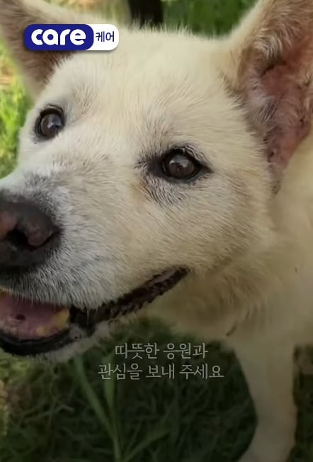 13년간 옥상에 갇혔던 '만복이'…잔디를 밟았다 | 인스티즈