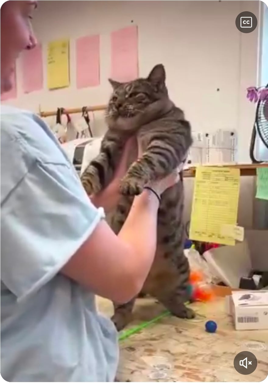 수의사에게 거칠게 항의하는 고양이 | 인스티즈