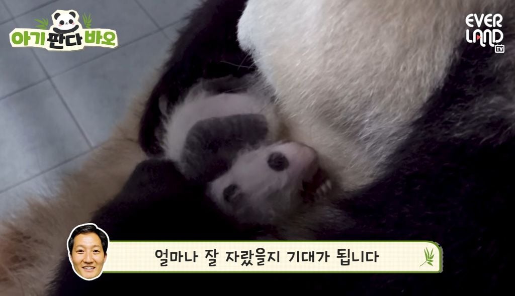 아이바오♡러바오네 막내딸 몸무게 근황 | 인스티즈
