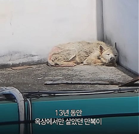 13년간 옥상에 갇혔던 '만복이'…잔디를 밟았다 | 인스티즈