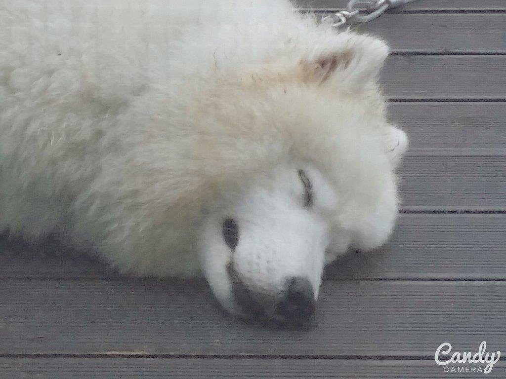 사람들이 잘 모르는 사모예드 원숭이 시기.jpg | 인스티즈