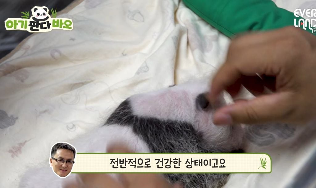 아이바오♡러바오네 막내딸 몸무게 근황 | 인스티즈