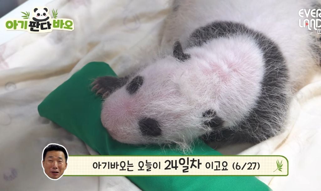 아이바오♡러바오네 막내딸 몸무게 근황 | 인스티즈