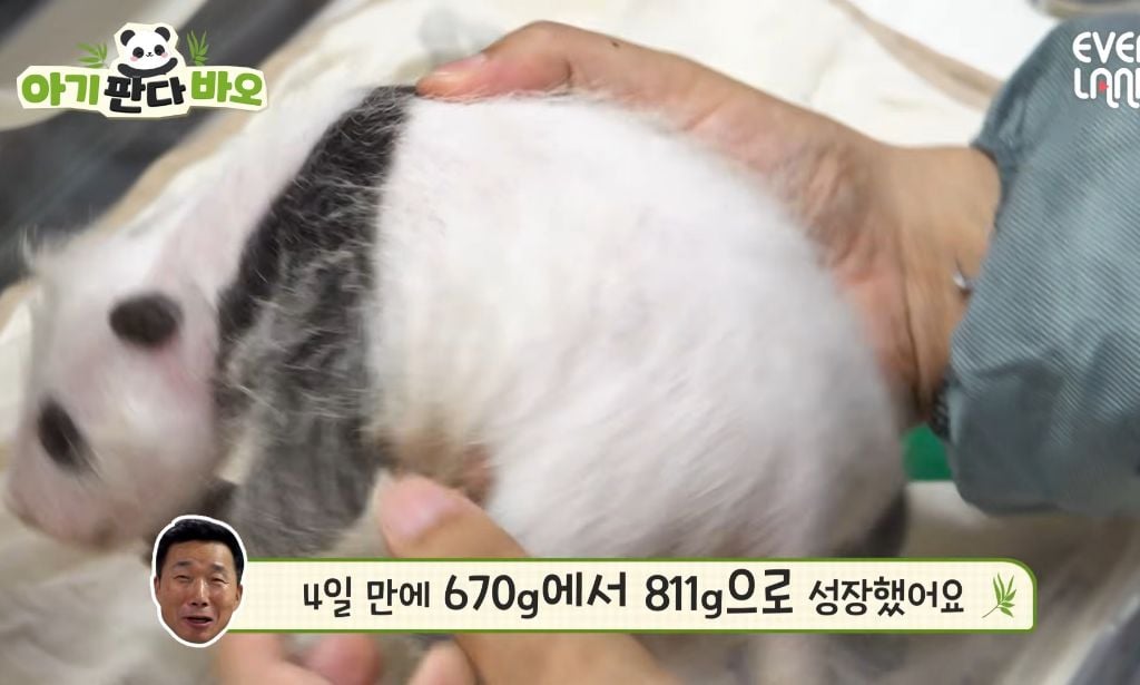 아이바오♡러바오네 막내딸 몸무게 근황 | 인스티즈