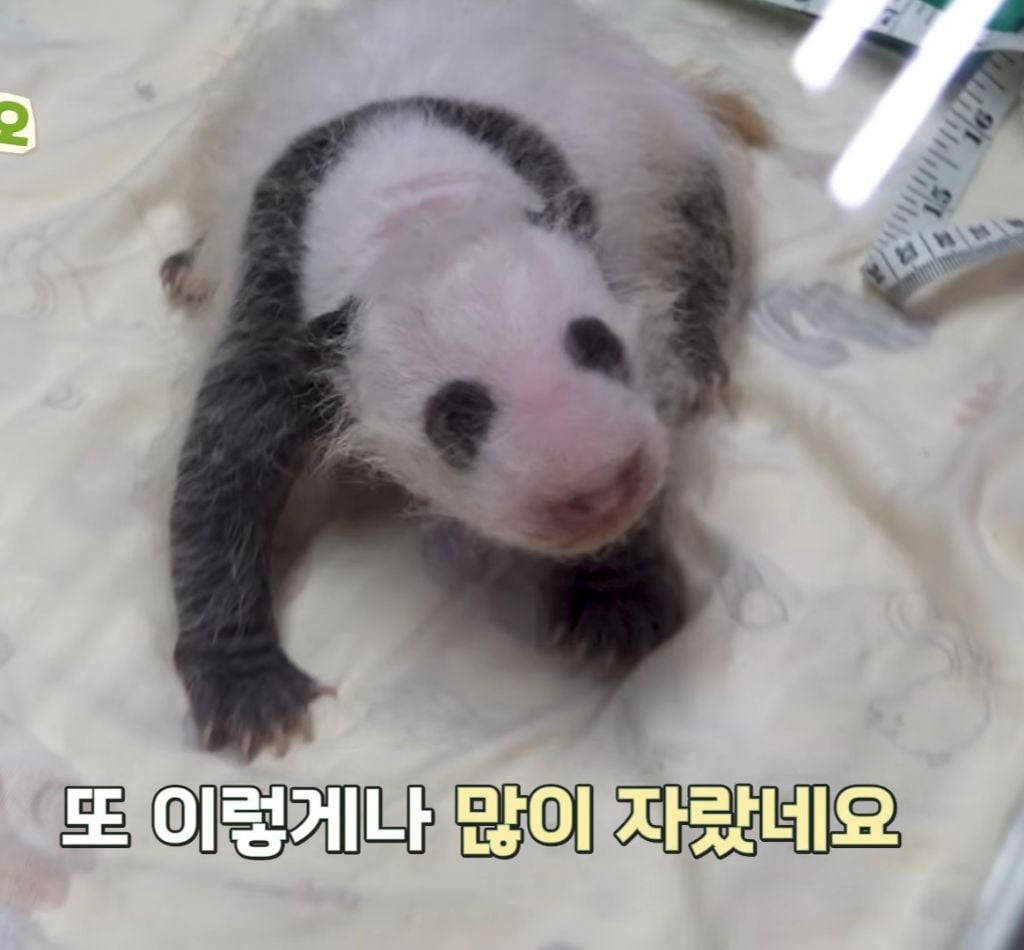 아이바오♡러바오네 막내딸 몸무게 근황 | 인스티즈
