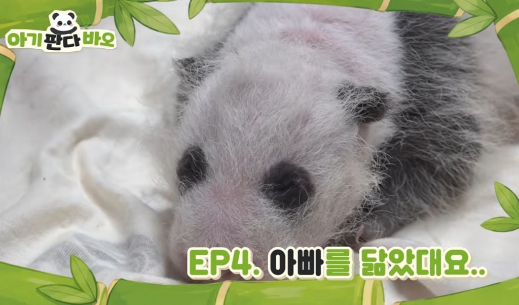 아이바오♡러바오네 막내딸 몸무게 근황 | 인스티즈