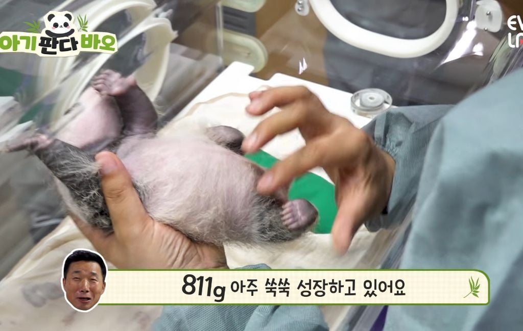아이바오♡러바오네 막내딸 몸무게 근황 | 인스티즈