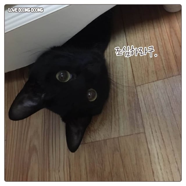 검은 고양이 깜돌이의 귀여운 버릇.jpg | 인스티즈