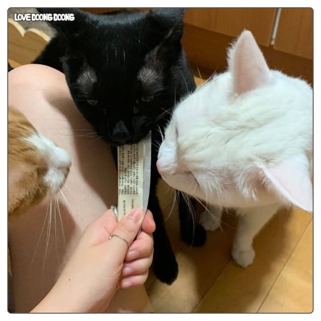 검은 고양이 깜돌이의 귀여운 버릇.jpg | 인스티즈