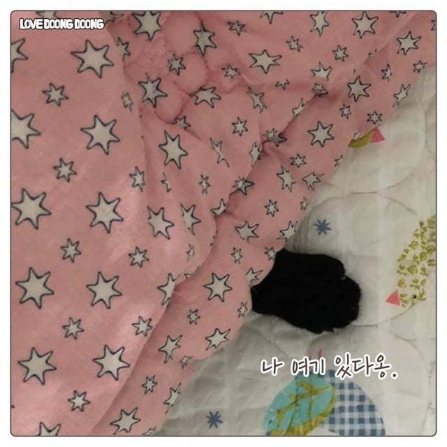 검은 고양이 깜돌이의 귀여운 버릇.jpg | 인스티즈