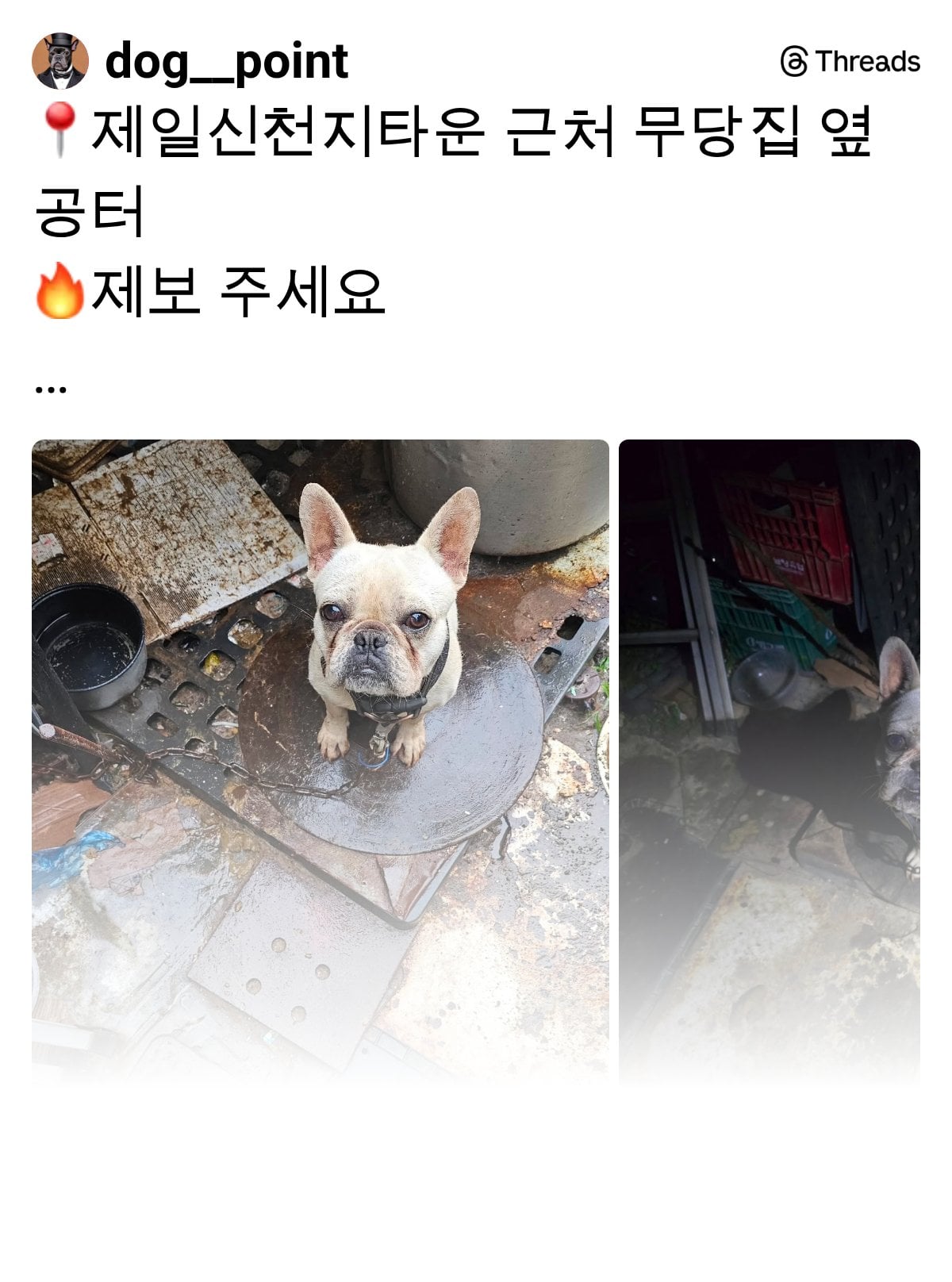 프렌치불독 아이는 이미 잔인하게 도살당한 채, 세 명의 노인에게 잔인하게 잡아먹힌 후였습니다… | 인스티즈