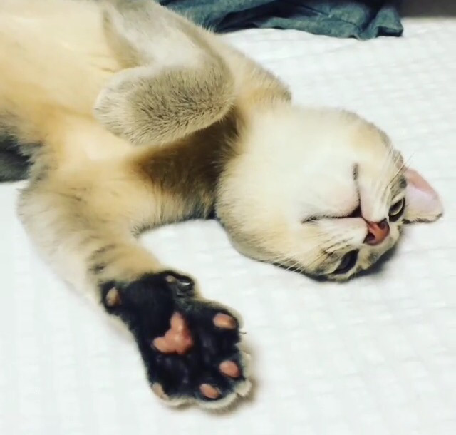 지디네 고양이.jpgif | 인스티즈