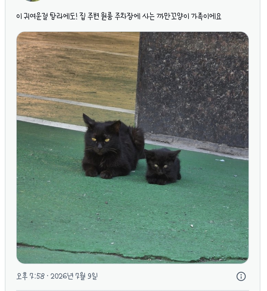 집 주변 원룸 주차장에 사는 까만꼬양이 가족 | 인스티즈