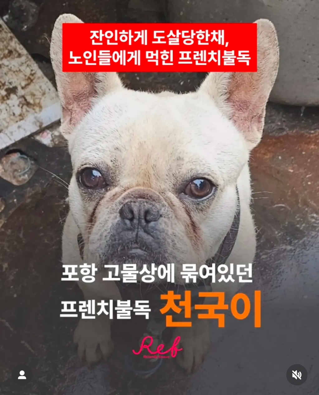 프렌치불독 아이는 이미 잔인하게 도살당한 채, 세 명의 노인에게 잔인하게 잡아먹힌 후였습니다… | 인스티즈