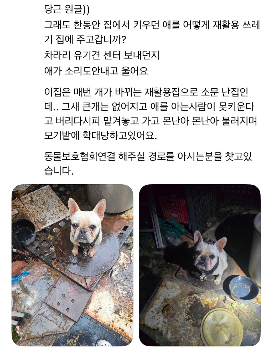프렌치불독 아이는 이미 잔인하게 도살당한 채, 세 명의 노인에게 잔인하게 잡아먹힌 후였습니다… | 인스티즈