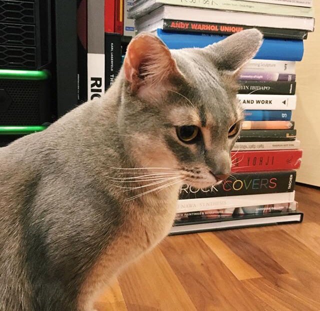지디네 고양이.jpgif | 인스티즈