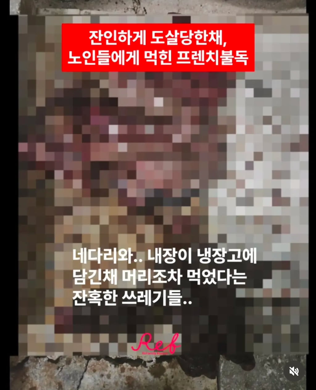 프렌치불독 아이는 이미 잔인하게 도살당한 채, 세 명의 노인에게 잔인하게 잡아먹힌 후였습니다… | 인스티즈
