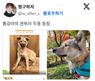 진도믹스 친구들 특징 애기때랑 성견때랑 너무 다름 12개월쯤에 영혼? 교체식? 같은 게 있는 거 같음 | 인스티즈