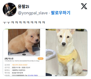 진도믹스 친구들 특징 애기때랑 성견때랑 너무 다름 12개월쯤에 영혼? 교체식? 같은 게 있는 거 같음 | 인스티즈