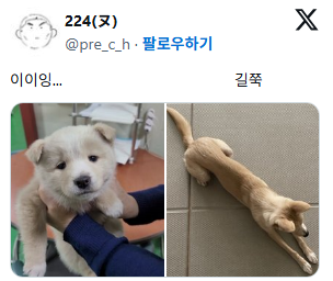 진도믹스 친구들 특징 애기때랑 성견때랑 너무 다름 12개월쯤에 영혼? 교체식? 같은 게 있는 거 같음 | 인스티즈