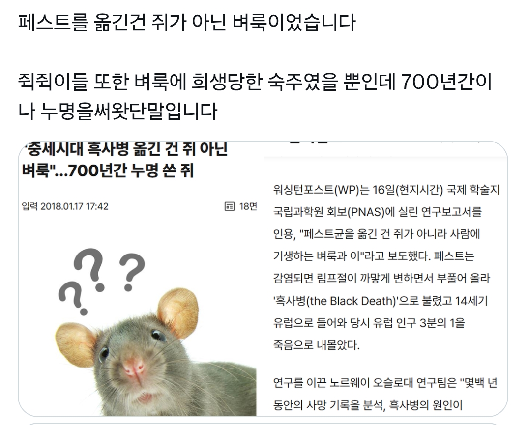 페스트를 옮긴건 쥐가 아닌 벼룩이었습니다 | 인스티즈